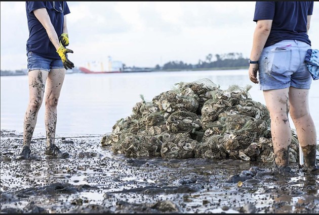 beach oyster